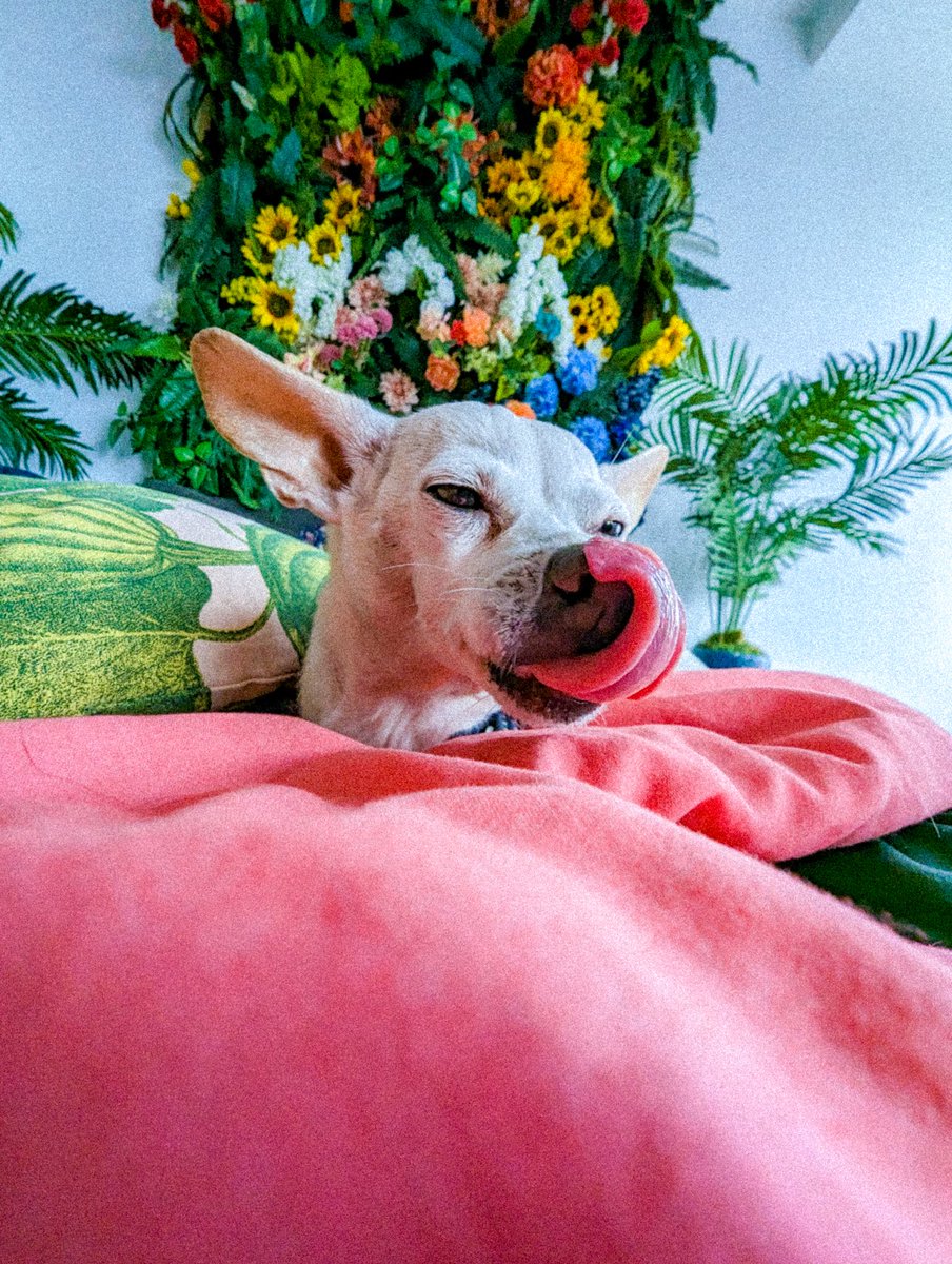 Dennis Jansen tweet media