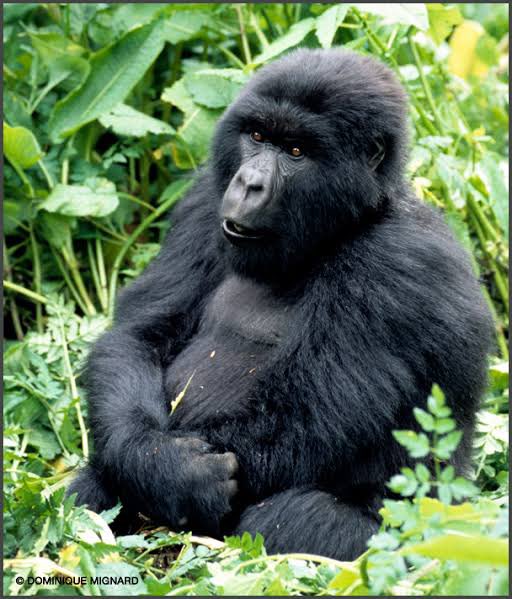 Un adage congolais 🇨🇩 qui dit: basakanaka na mabele y’a maman mais na mab*nd* ya papa te 😩💔