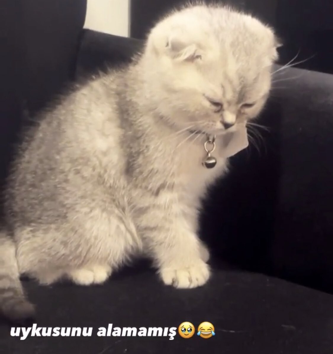 waldorffagenda's tweet image. canım sushikenim

TekDerdimiz AyTol