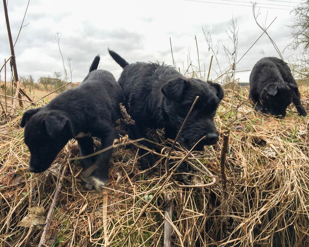 lurcherwork's tweet photo. #terrier #patterdale #workingdog #huntterrier #diggingdog https://t.co/V0ln5NJCPh
