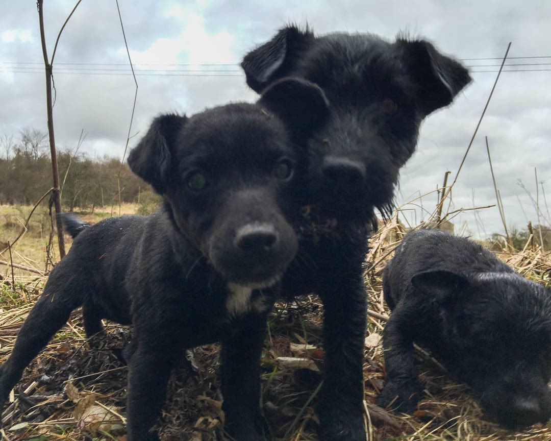 lurcherwork's tweet photo. #terrier #patterdale #workingdog #huntterrier #diggingdog https://t.co/V0ln5NJCPh