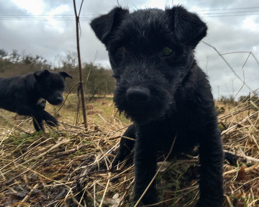 lurcherwork's tweet photo. #terrier #patterdale #workingdog #huntterrier #diggingdog https://t.co/V0ln5NJCPh