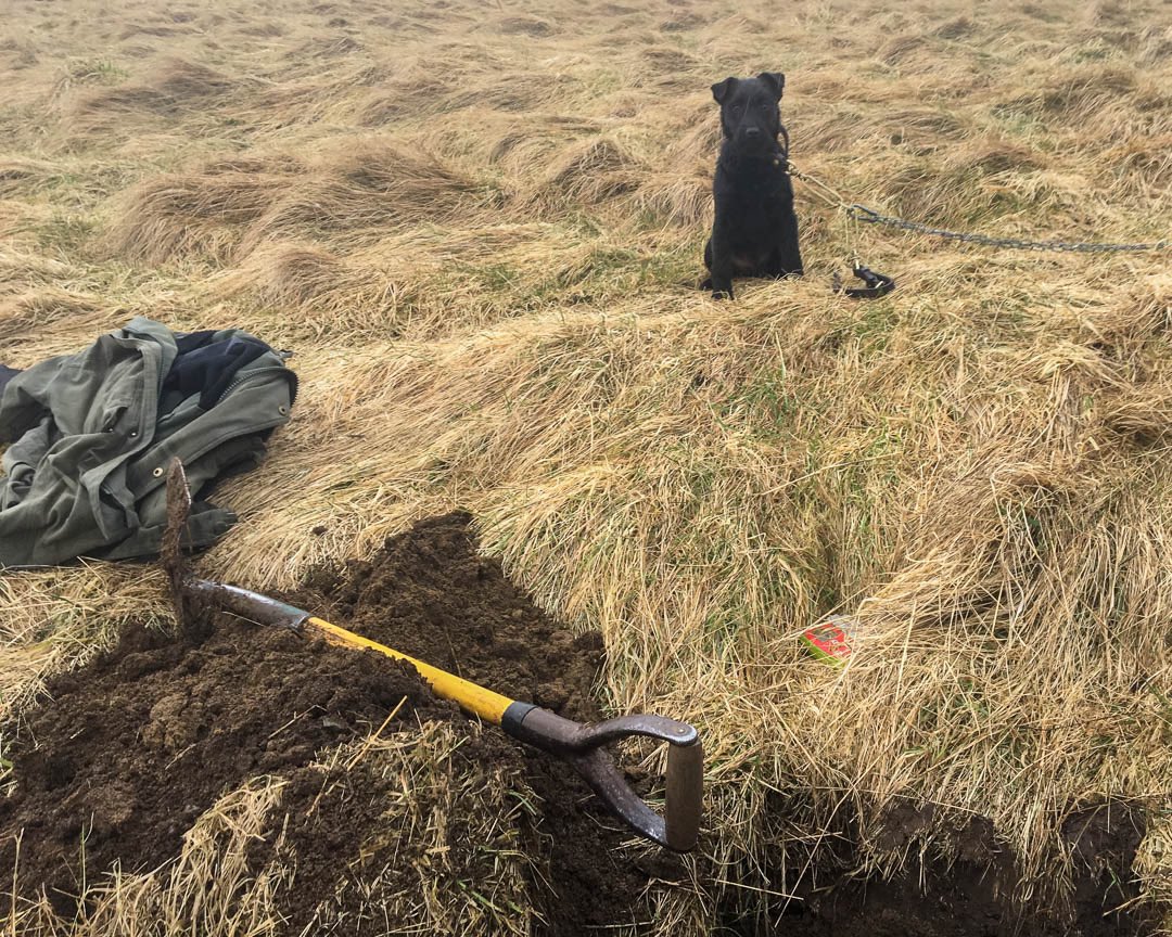 lurcherwork's tweet photo. #terrier #patterdale #workingdog #huntterrier #diggingdog https://t.co/V0ln5NJCPh