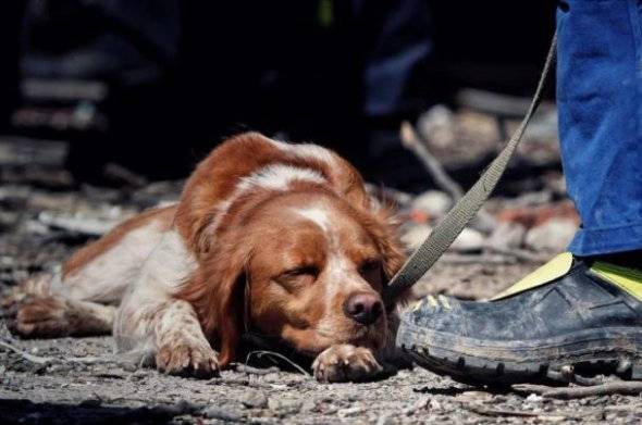 DefenceU's tweet photo. Uman. Rescue dog Ninja is exhausted after hours of hard work assisting in efforts to clear the rubble after a missile attack by russian terrorists on residential areas of the city.

📷 Yan Dobronosov https://t.co/eSOmQhgGLy