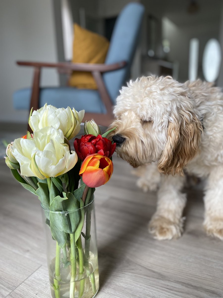 _CindyPermejo's tweet photo. Had a great time picking tulips at TASC Tulip Farm this morning! 🥰 They’re so beautiful! https://t.co/3MeCtEJnvW
