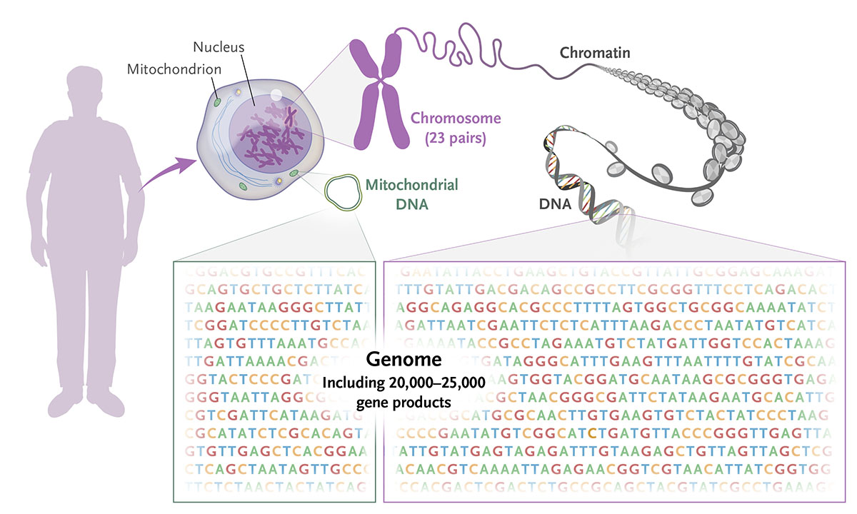 NEJM's tweet photo. Genome: All the genetic instructions found in a cell. https://t.co/Lv7Dr14B6s

Explore more terms from the NEJM Illustrated Glossary: https://t.co/6Ixo6ozXRx https://t.co/D3tKy2pQSk