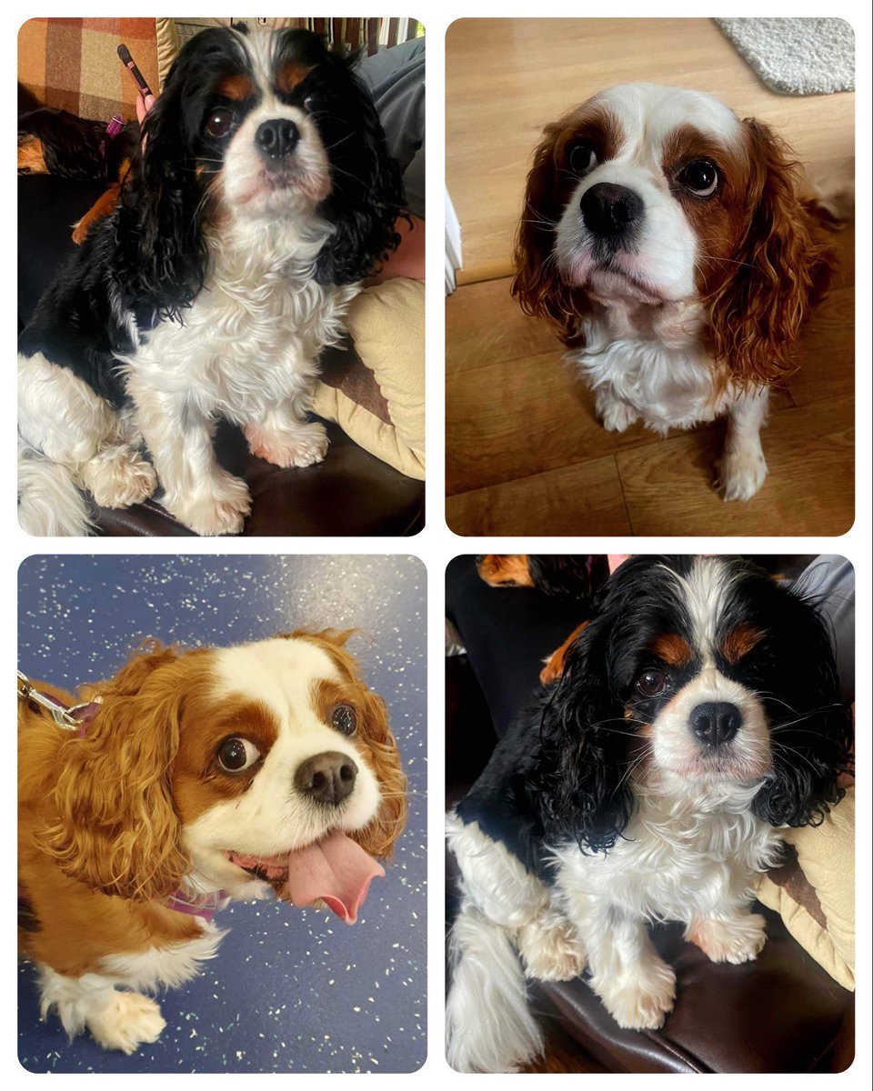 Jess and Tia are both 7 years old and are looking for a home together. Reduced adoption fee applies ❤️ in foster in Pontefract, West Yorkshire 

Please give the girls a RT so we can find them a forever home 🙏🏻 

Both Jess and Tia are very loveable girls who love nothing more than