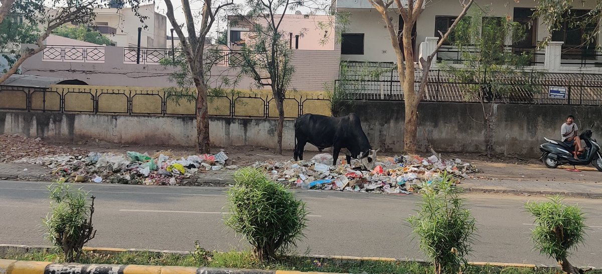 gautamsood's tweet photo. A sad and regular site since years in #panchkula despite all claims on #SwachhBharat Permanant solution needed. Unacceptable situation. This needs to change for the city to improve in National rankings @cmohry @mlkhattar @BJP4Haryana @SwachhBharatGov 
Sector 8-9 dividing road. https://t.co/HJ9xBL3zvd