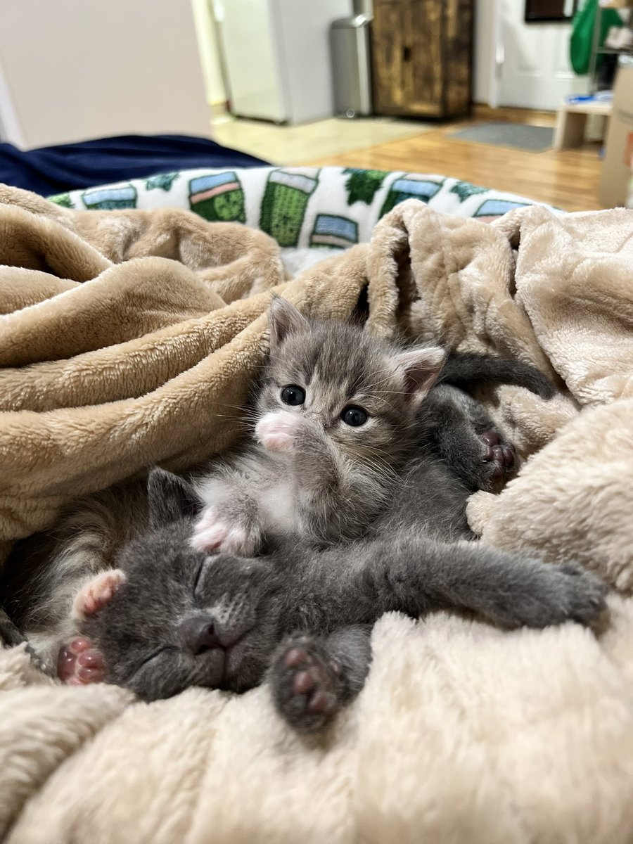 ItsJoshKeller's tweet image. We fucked up, @pwincess_shibby 
We were suppose to nurse these two back to health and keep one, but how can we choose??! 😂