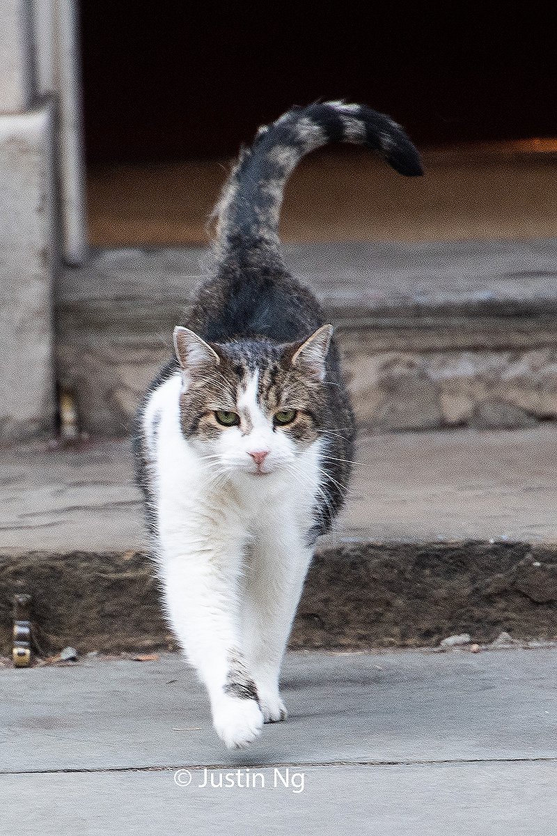 STOP EVERYTING x put down your Saturday night takeaway down THE BURNING QUESTION should Larry the Cat throw his hat into America's 2024 election x Larry the Cat as the leader of the free world x YOU DECIDE! #2024 #KittyTwitter