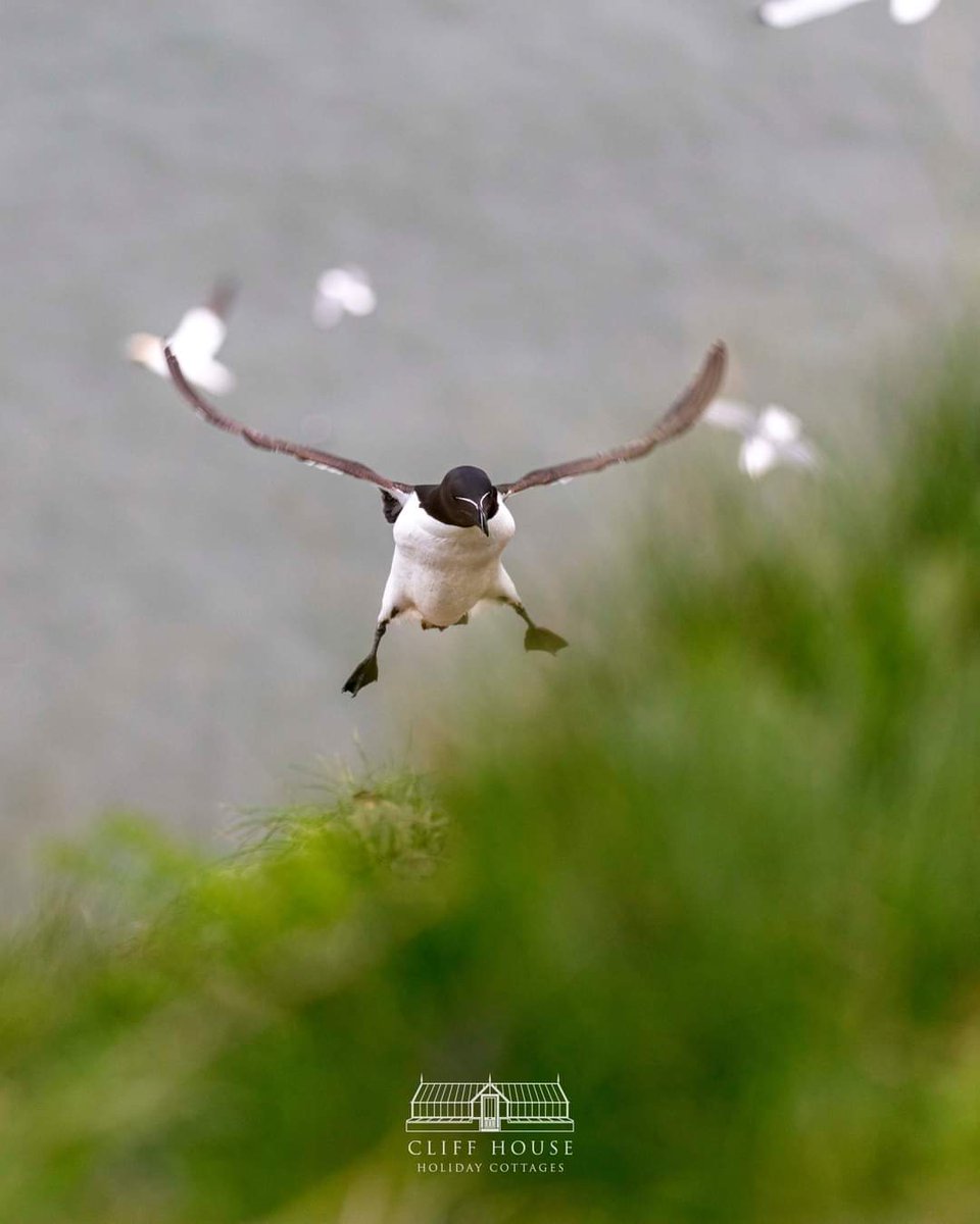 'Incoming!'

A quick jaunt out to RSBP Bempton in search of puffins. No puffins today, but there were plenty of gannets and razorbills.

#nature #naturephotography #naturefriendly #photography #holidays #photographyholidays #birdwatching #viral #birdwatchingholiday