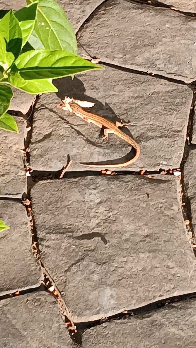 Una sargantana que ha capturat una arna av#valldoreix