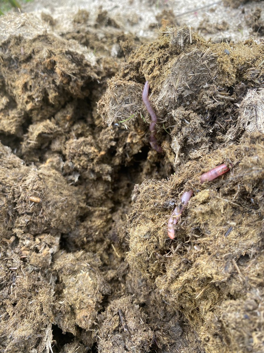 fedwarian's tweet photo. Imagine there was an animal that could spread seeds through its dung, the dung is full of life wriggling inside, it could fit into any farming system, also you can eat it too.
#GreatBritishBeefWeek
#SustainableFood
#GrazingIsAmazing
#HabitatManagement
#PGIWelshBeef https://t.co/yvsfrHAQyN
