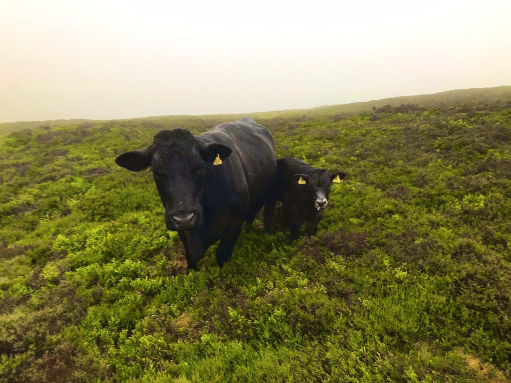 fedwarian's tweet photo. Imagine there was an animal that could spread seeds through its dung, the dung is full of life wriggling inside, it could fit into any farming system, also you can eat it too.
#GreatBritishBeefWeek
#SustainableFood
#GrazingIsAmazing
#HabitatManagement
#PGIWelshBeef https://t.co/yvsfrHAQyN