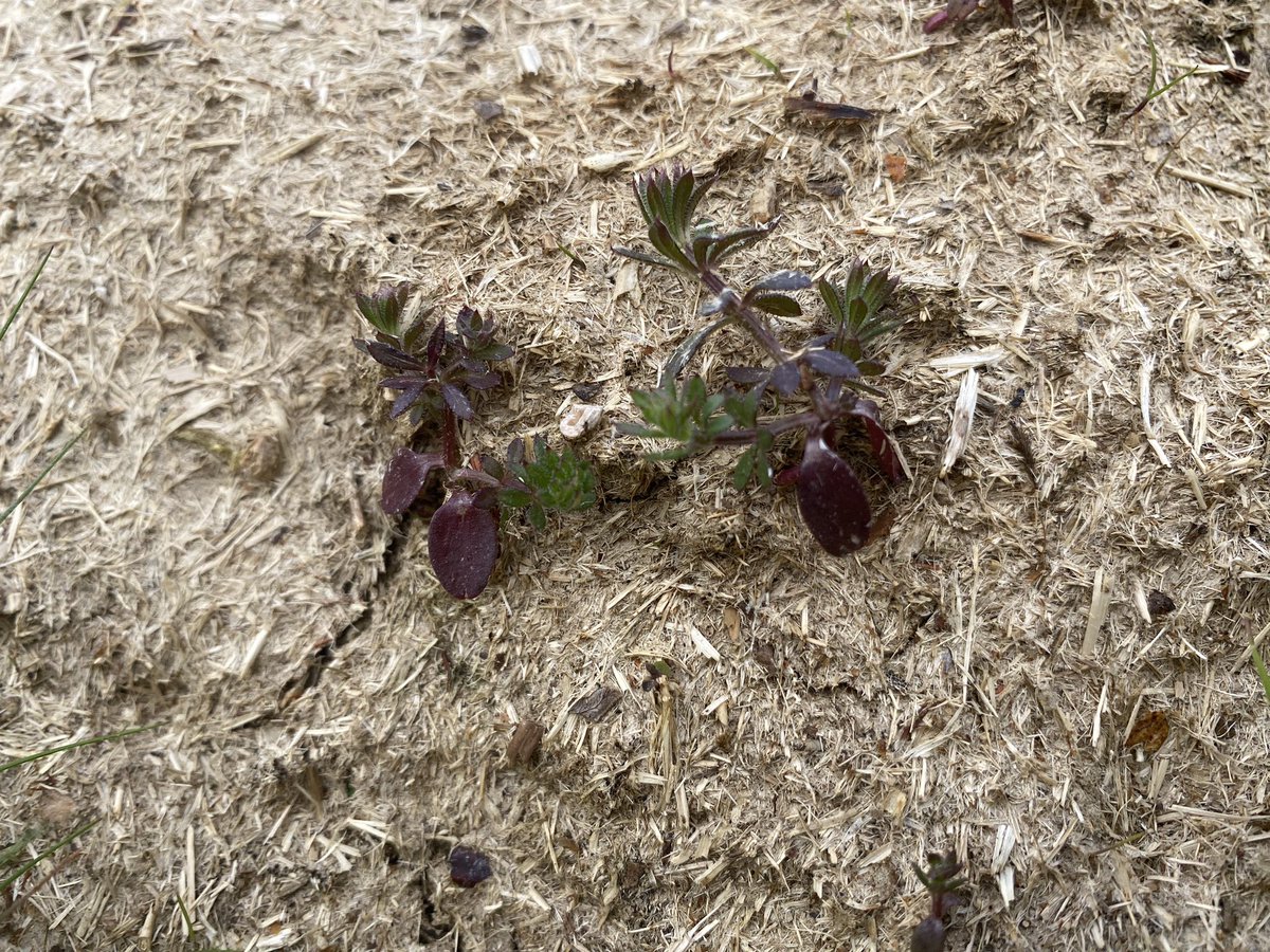 fedwarian's tweet photo. Imagine there was an animal that could spread seeds through its dung, the dung is full of life wriggling inside, it could fit into any farming system, also you can eat it too.
#GreatBritishBeefWeek
#SustainableFood
#GrazingIsAmazing
#HabitatManagement
#PGIWelshBeef https://t.co/yvsfrHAQyN