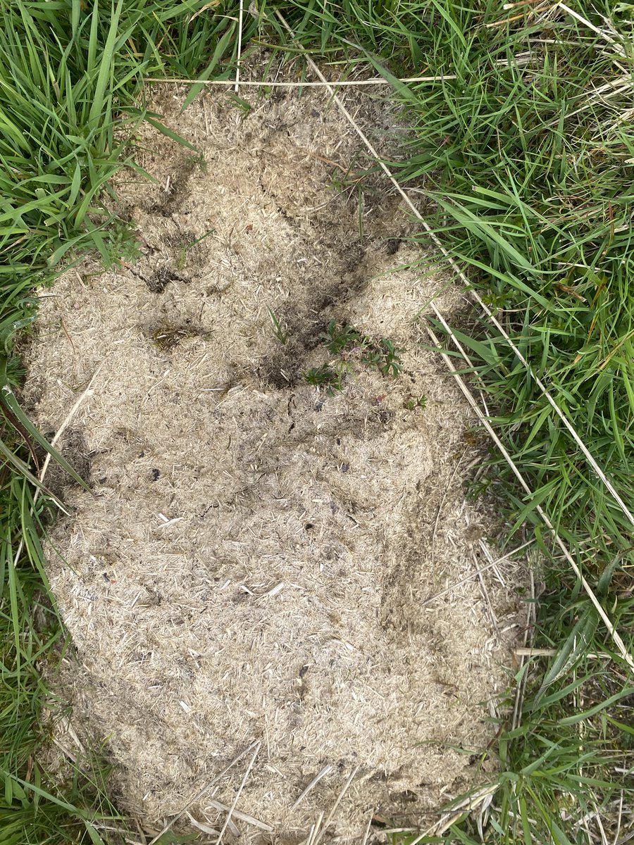 fedwarian's tweet photo. Imagine there was an animal that could spread seeds through its dung, the dung is full of life wriggling inside, it could fit into any farming system, also you can eat it too.
#GreatBritishBeefWeek
#SustainableFood
#GrazingIsAmazing
#HabitatManagement
#PGIWelshBeef https://t.co/yvsfrHAQyN