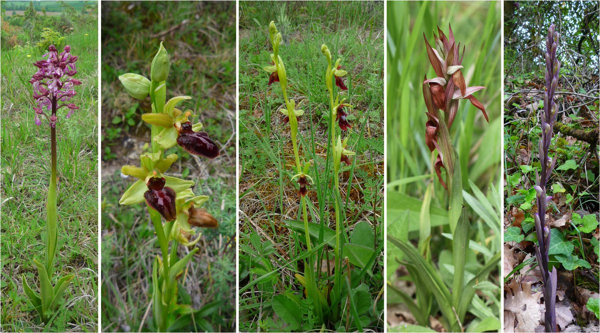 wheatpath's tweet photo. (2/2) ...and finally finding #Orchis purpurea, #Ophrys aranifera, Ophrys insectifera, #Serapias vomeracea, and #Limodorum abortivum. Nice walk ☺️. https://t.co/VH7byzHJO5