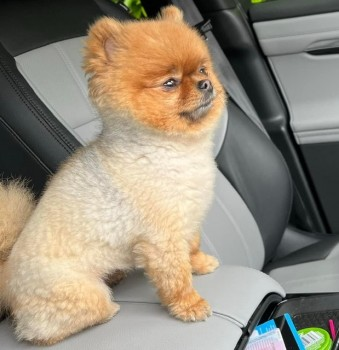 millypod1's tweet photo. 🆘23 APR 2023 #Lost GIGI #ScanMe #STOLEN??
Pomeranian Female Very tiny 2kg
1 rounded ear 1 pointed ear
#Willaston #Cheshire #CH64
Between #Neston #EllesmerePort #Wirral
Escaped under fence, was seen being picked up by a woman driving a large Dark Vehicle😢
https://t.co/4Nn2gPhjYG https://t.co/T8uwDJDyuo