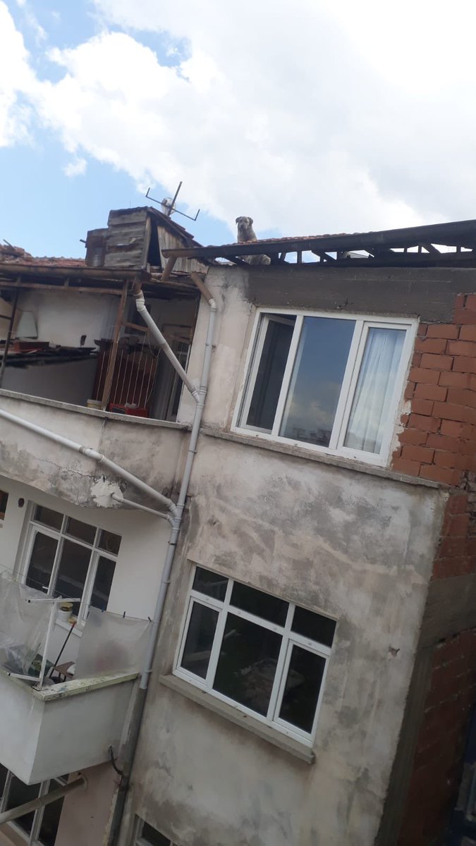 Yaw Allah rızası için yardım edin Malatya’da ağır hasarlı binaların çatısında 10 gündür bağırıyormuş nolur biri görsün!!! 🥺

Aslanbey mahallesi Halep caddesi ertüzün apartmanı no. 140 tahtalı minare camisi karşısı Battalgazi Malatya

#SokakHayvanlarıSahipsizDeğil #fenerbahçe