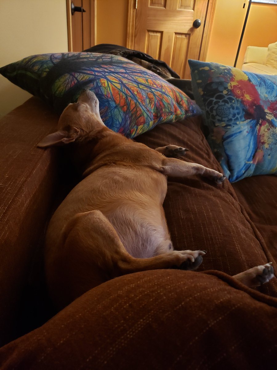 HeavycChris's tweet photo. @LabradorYuki https://t.co/w6bbDjfLk2