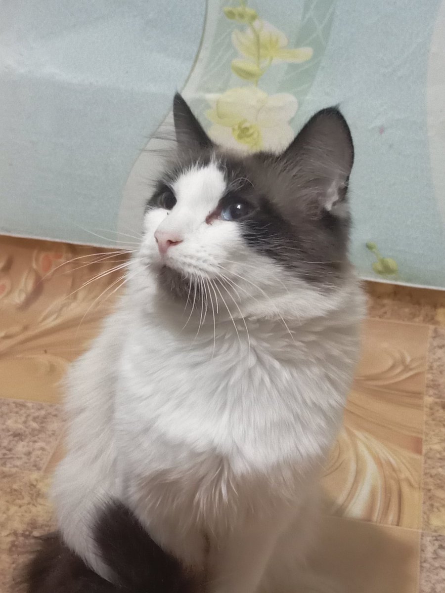 werpassss's tweet photo. #кот https://t.co/cnTFS4q7Ej
