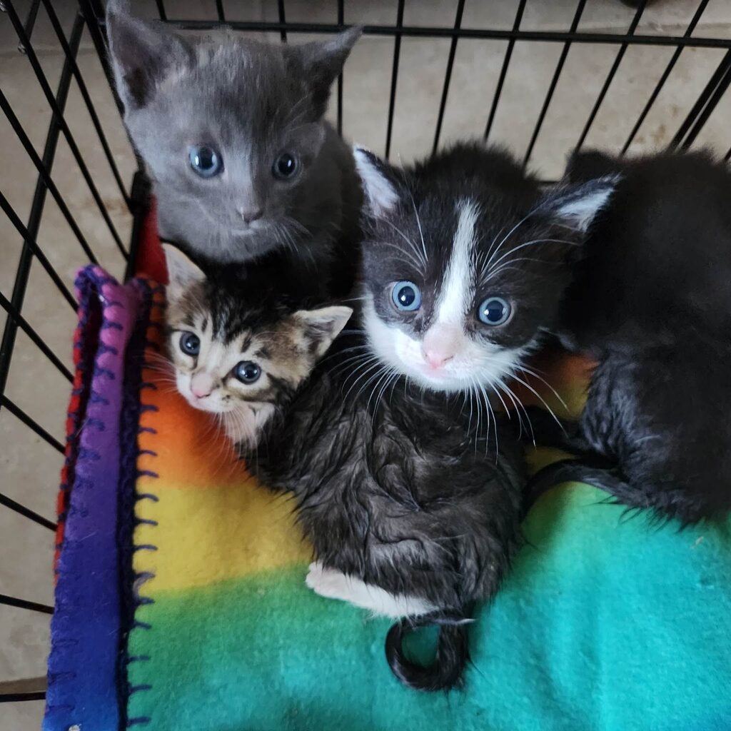 Save Our Strays tweet media