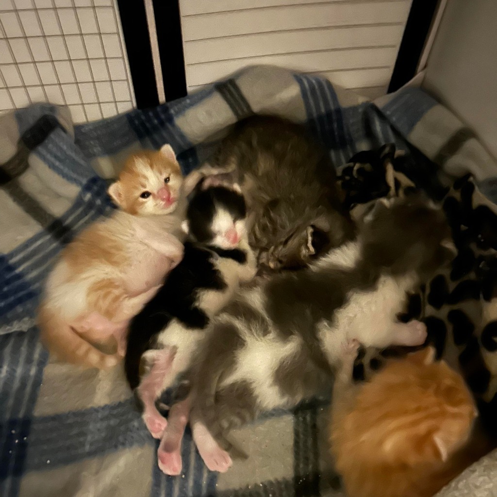 Save Our Strays tweet media