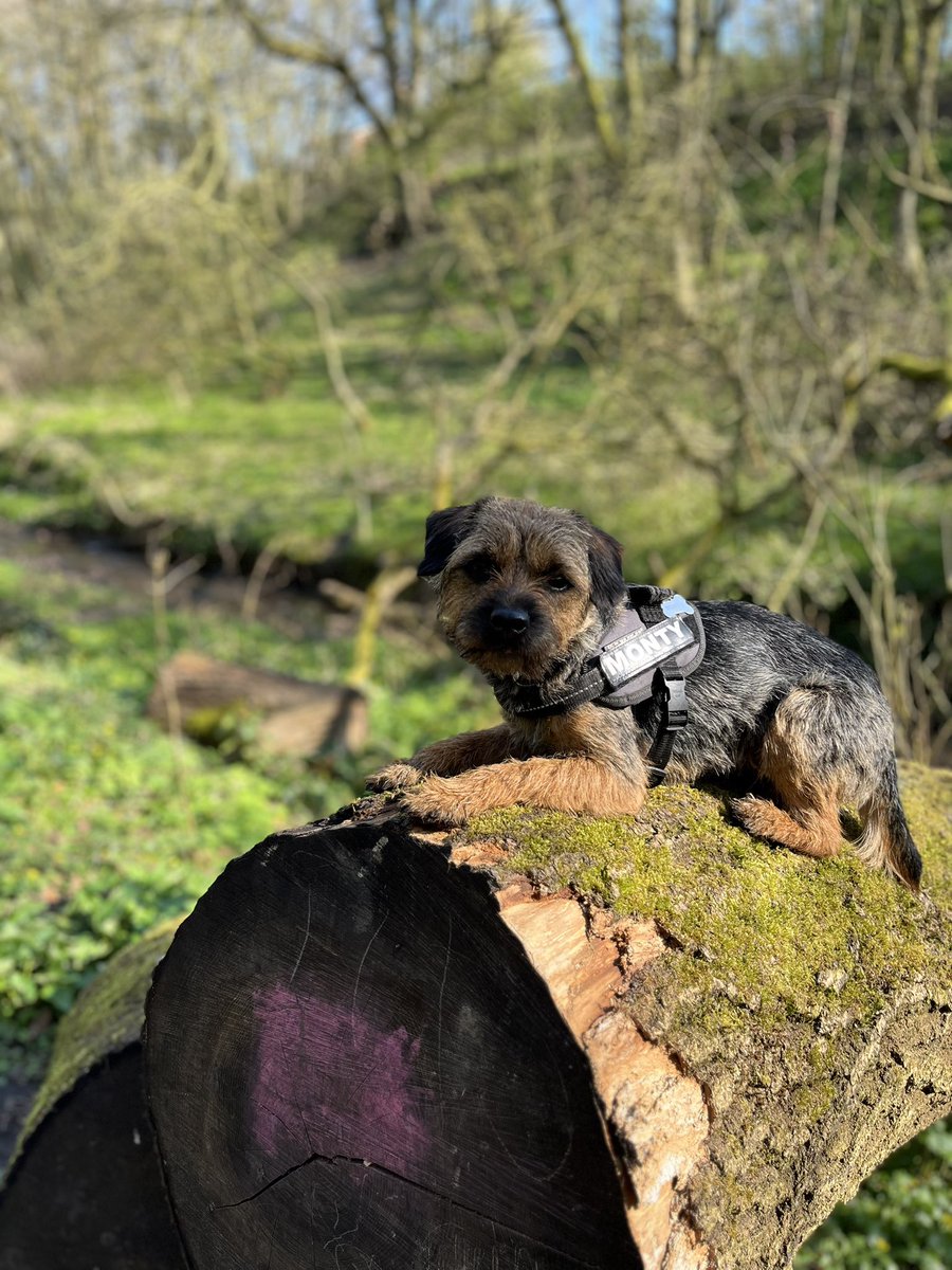 Hi, Charlie here. We’ve not Tweeted for a while, as dad has been marathon training. In the meantime, I’ve been annoying dad with my chewing. Didn’t know wires, doors, skirting boards, blinds, curtains, seat belts, books and cushions were out of bounds 🙄