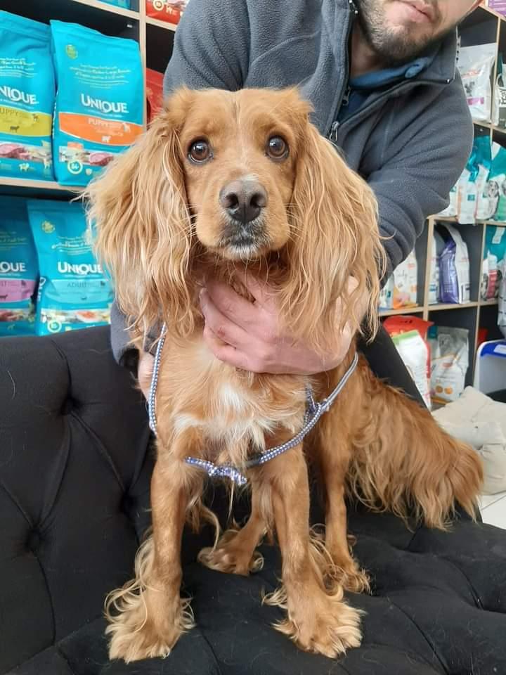 Ankara. O bir cocker spaniel 
Sahibi tarafından  terkedilen bir çocuk daha. @pativista olarak himayemize aldık.Kısırlaştırma ücretini sahiplenen kişi karşılayacak.2 yaşında oldukça oyuncu kıpır kıpır sevgi dolu sosyal .bir çocuk.

İletişim <a href="/yasamak/">yasamak🇹🇷</a>.icin.yasat 

#köpek #kedi