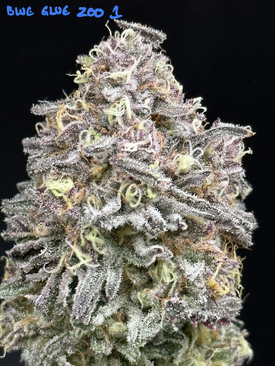 Fresh Genetics Kootenay's finest latest first run testers. Blue Glue Zoo, the next incarnation of the Z Glue Crasher, the liniage getting so long, its become a zoo. Dosi do male the new addition, awaiting thc test results first run, 50.4g plant