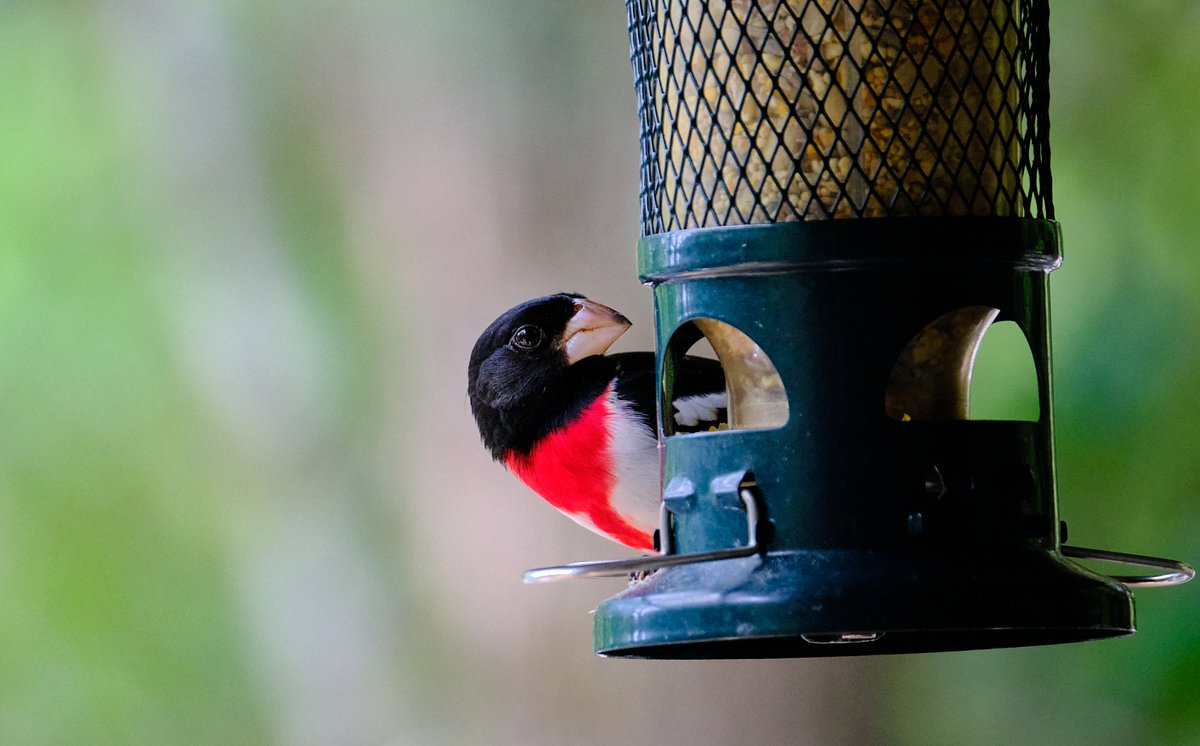 ennislaw's tweet photo. "Rose-Breasted Grosbeak (male)"
First sighting here. https://t.co/X66RGXaFwB