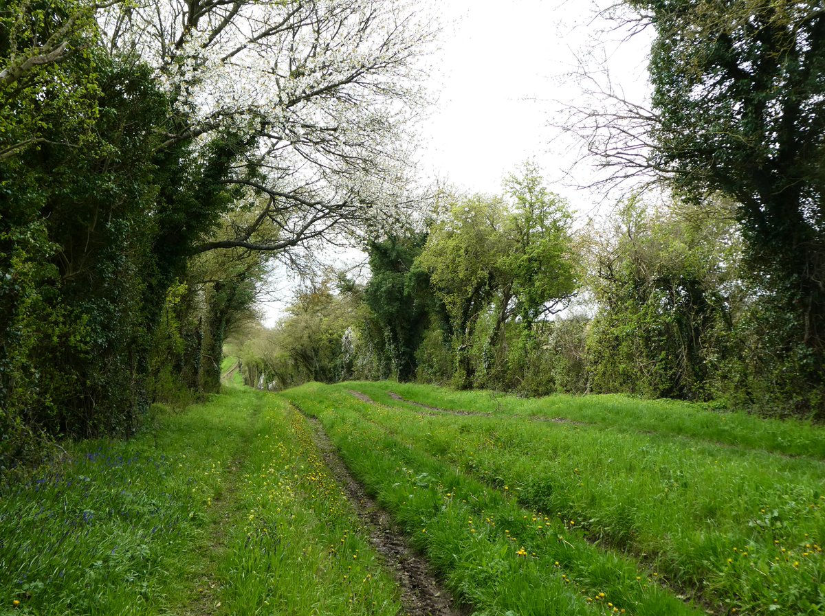 Today is #InternationalDayoftheDandelion 
💛💛💛💛💛💛
Here is my favourite drover's road - an ancient route for walking cattle - carpeted with dandelions, alongside bluebells and cowslips.