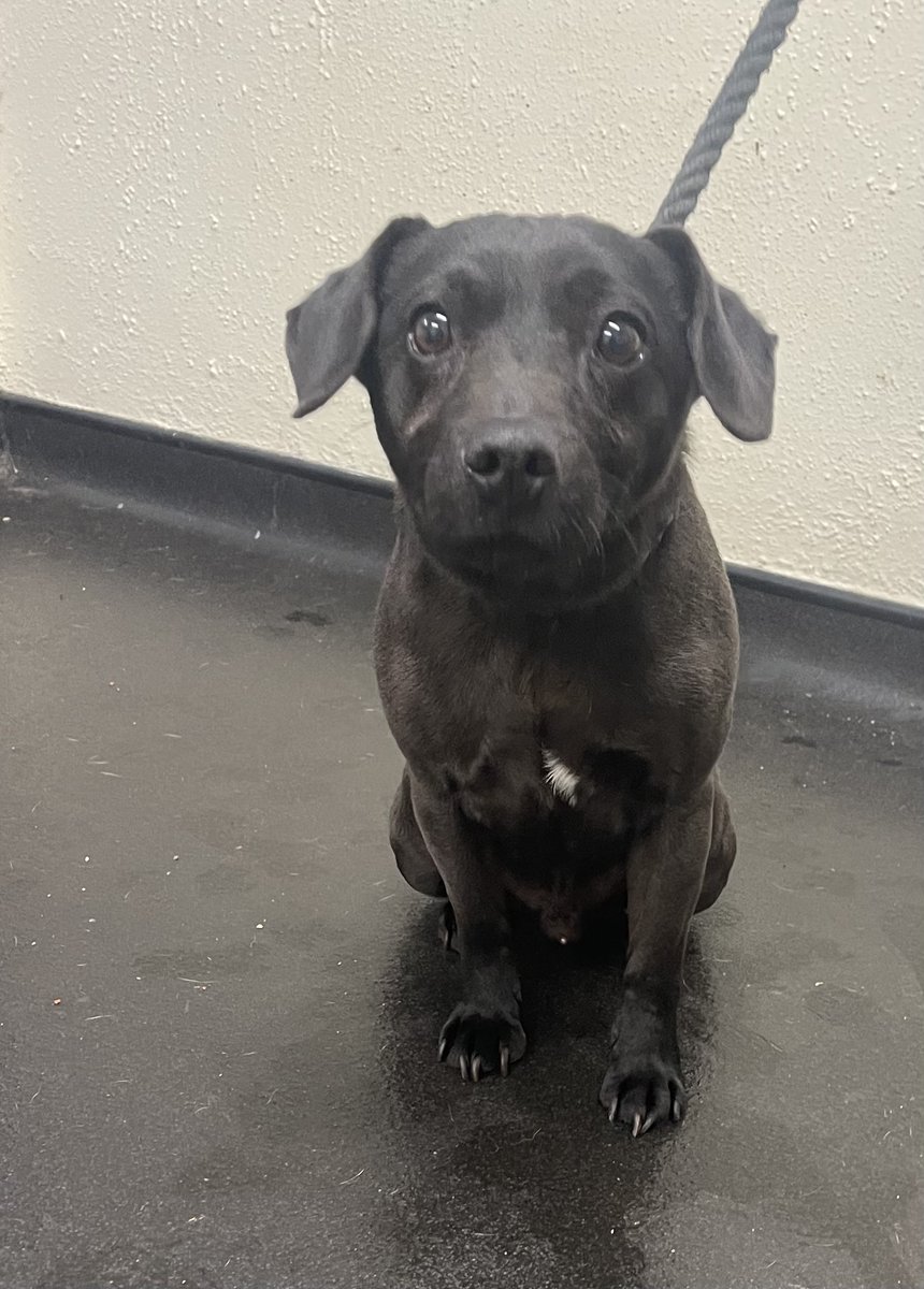 AdoptionsUk's tweet photo. Please retweet to help Buster find a home #SHEFFIELD #UK   
Sweet Patterdale aged 10. Given up by his owners through no fault of his own, he is now in the council pound.  He enjoys walks and needs to be the only pet.   

DETAILS or APPLY👇 https://t.co/9yFQqpV8q7… 
#dogs #pets https://t.co/NEdT39xpKu