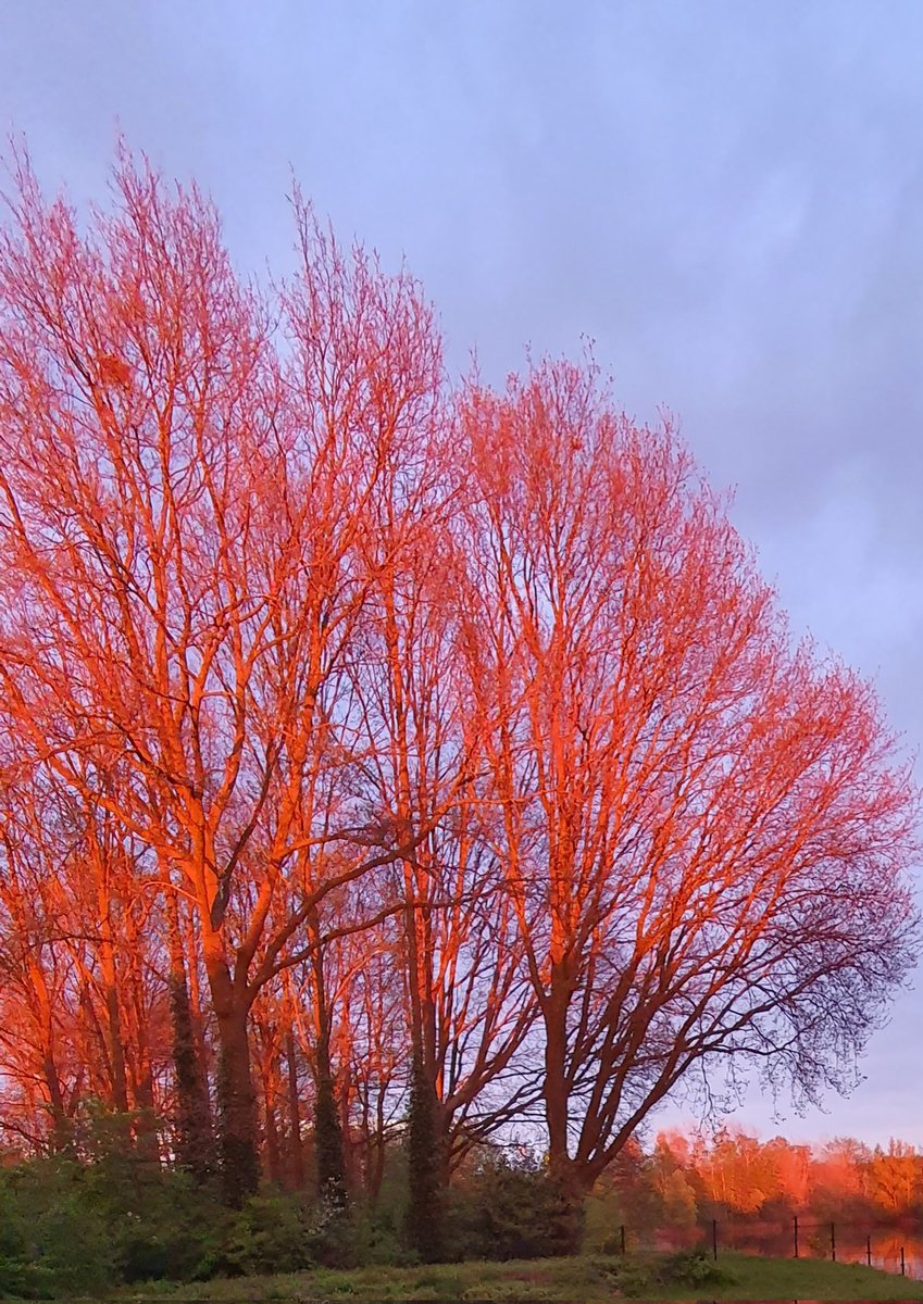 Oranje eiken vanavond..... #zonsondergang