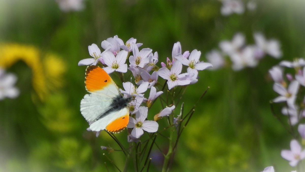 inja5248's tweet photo. #WeekVan het #oranjetipje op 'n #pinksterbloem 
in de #Maascorridor 🧡

@vlinderNL @Limb_Landschap @NatureTodayNL 
@FloraNederland @Roots_NL https://t.co/STIzSpE36s
