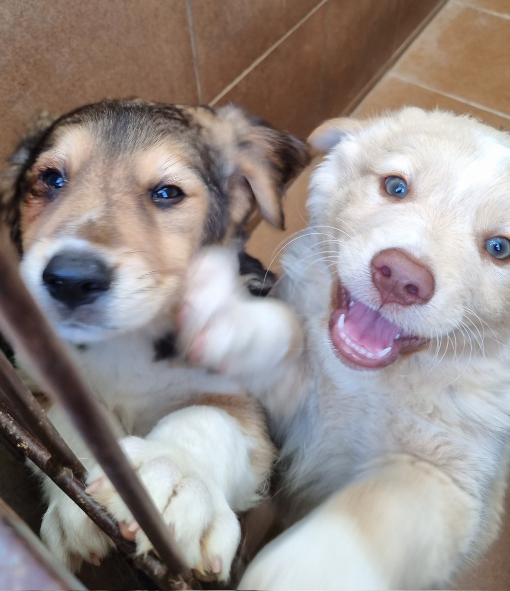 Pro_Ani_LaNucia's tweet photo. Me adoptas?
O puedes adoptar a mi hermano, él es el tímido y yo tengo madera de influencer.
Estamos en la prote de La Nucia y somos dos de los bebés de Nieves. https://t.co/leMDarMYjl