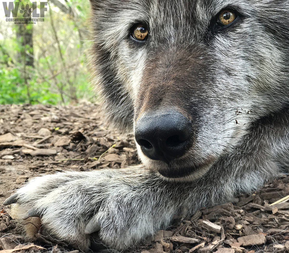Wolf Conservation Center πΊ (@nywolforg) on Twitter photo Relax. It's Sunday πΊ Relax. It's Sunday πΊ