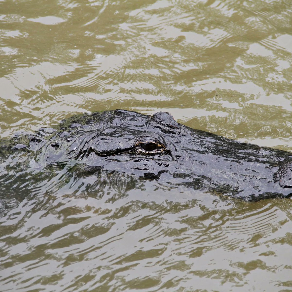 garethbellamy14's tweet photo. New Orleans swamp life https://t.co/LPySDchWJL