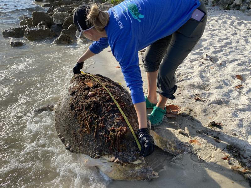 $500,000 available to support sea turtle stranding response and rehabilitation! 🐢 Funds available through the <a href="/NFWFnews/">National Fish and Wildlife Foundation</a>:
fisheries.noaa.gov/news/500000-av…