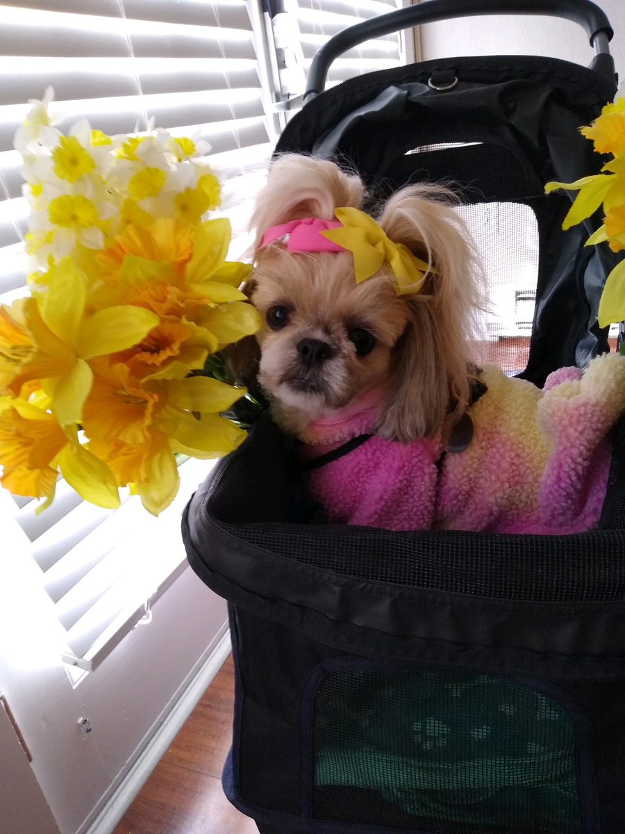 danielle_aretz's tweet photo. When you are the cutest pup at #ackDaffy https://t.co/SFqyz9uR5r