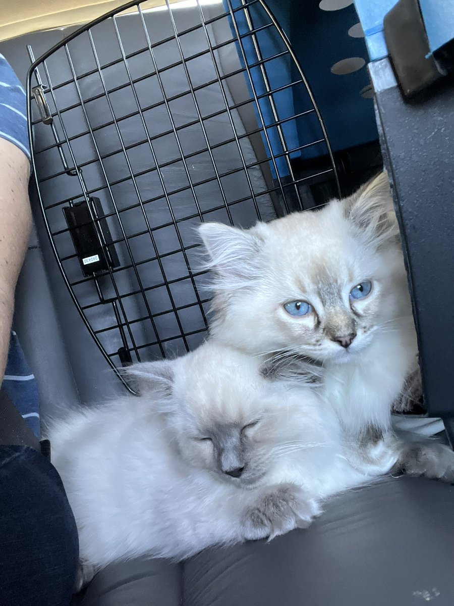 nayrcade's tweet photo. my parents got new kittens and i am NOT okay https://t.co/o3L4kUkkem
