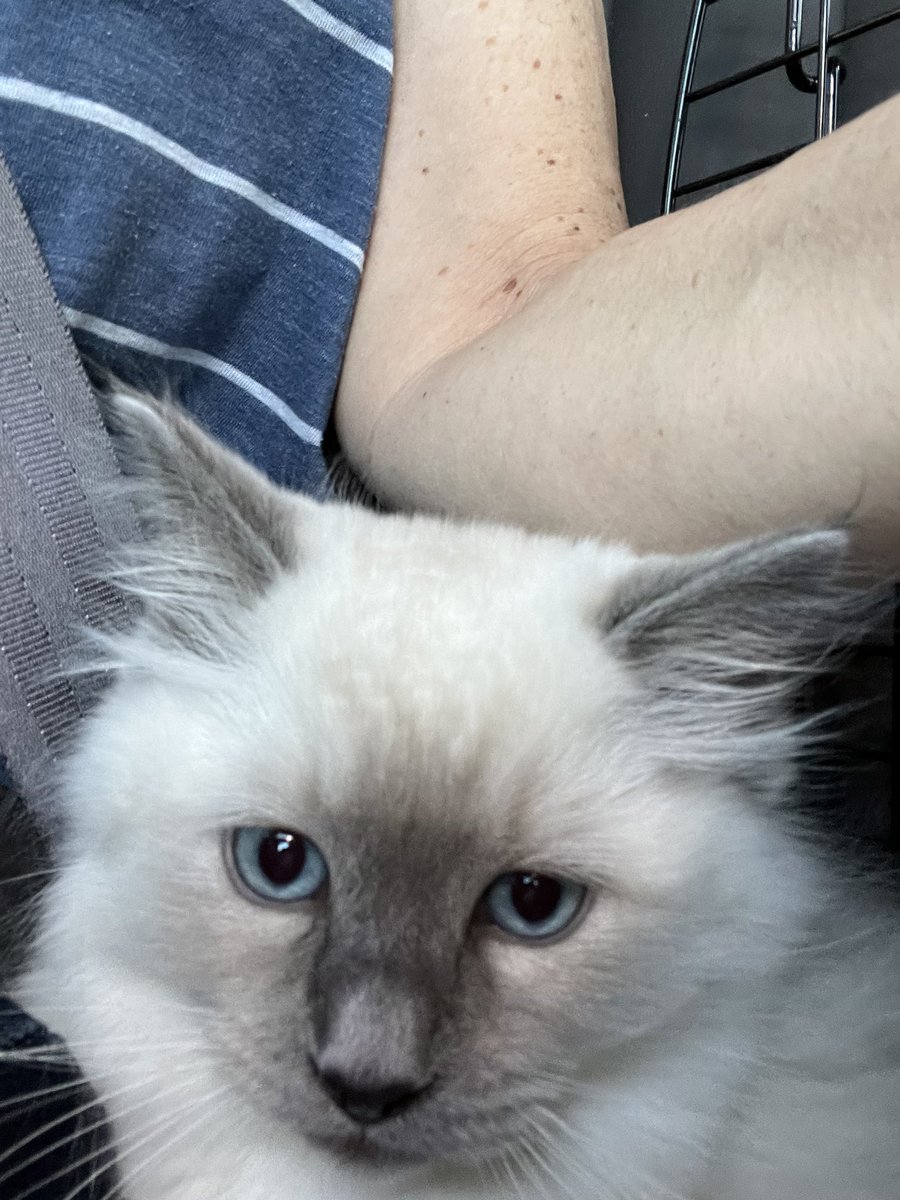 nayrcade's tweet photo. my parents got new kittens and i am NOT okay https://t.co/o3L4kUkkem