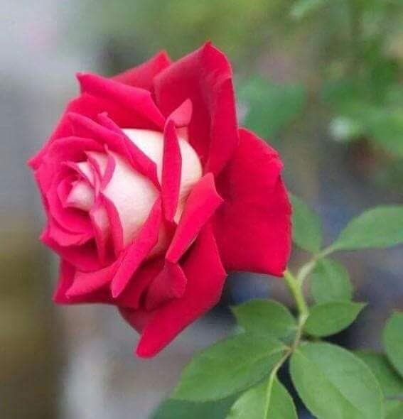 نحن نكتب....ما نشعر به....وأحيانا نكتب ...مانتمنى....وأحيانا نكتب لأنفسنا بحروف لايقرأها إلا من يشعر بنا...ويبقى الحرف هو سفير القلوب فانتقي حروفك بدقة ورقة...كن أملآ ولا تكن ألمآ ..كن فرحآ..ولا تكن وجعآ

صباحكم أنيق كنقي حضوركم 🦋❤️🌿