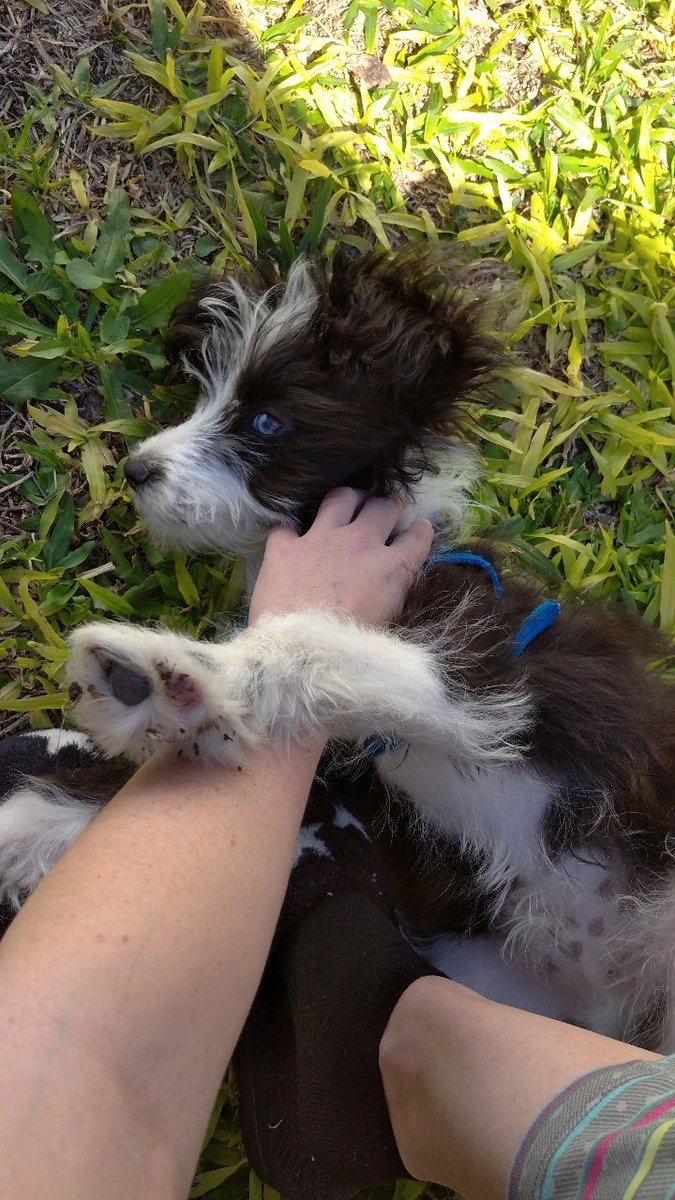 janetcaballier's tweet photo. Me dejaron que el perro viva conmigo en el depto y todo es felicidad ✨🌈❤️ https://t.co/HXWIJpEkW5