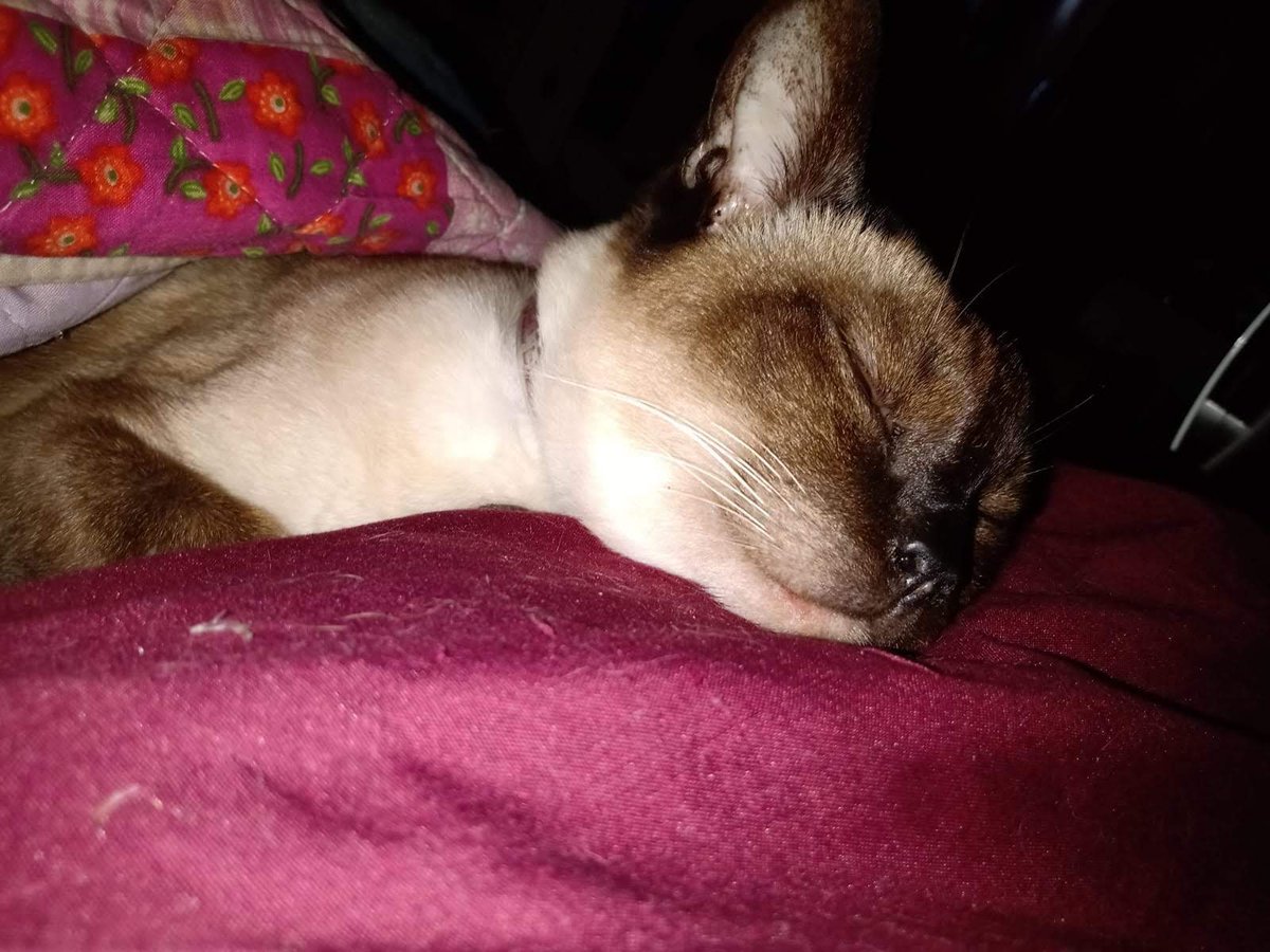 Lu_alcaa's tweet photo. A pesar de tener los ojos azules más lindos que vi, vivías achinadito💙. mí príncipe, te adueñaste de mí cama y de mí ❤️. 
Hoy me toca despedirte. Creo que nunca voy a encontrar las palabras suficientes para explicar lo mucho que te amo https://t.co/9ayAr2PLj3