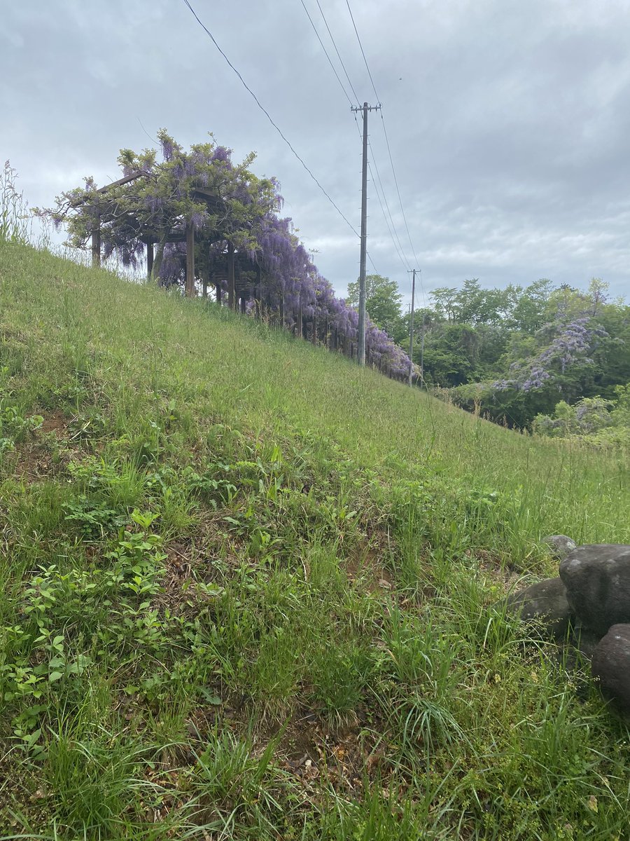 ShiroishiW's tweet photo. 今日は若林公園で散歩をしました。
白石は季節を感じられる場所がいろいろとあって良いですね。

#いいね白石
#若林公園
#藤 https://t.co/VhIk5jHfsL