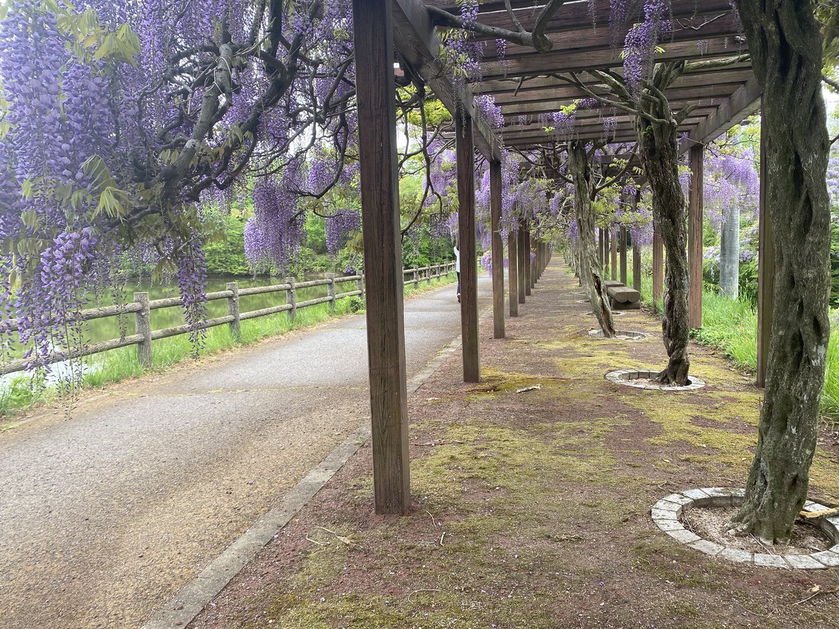 ShiroishiW's tweet photo. 今日は若林公園で散歩をしました。
白石は季節を感じられる場所がいろいろとあって良いですね。

#いいね白石
#若林公園
#藤 https://t.co/VhIk5jHfsL