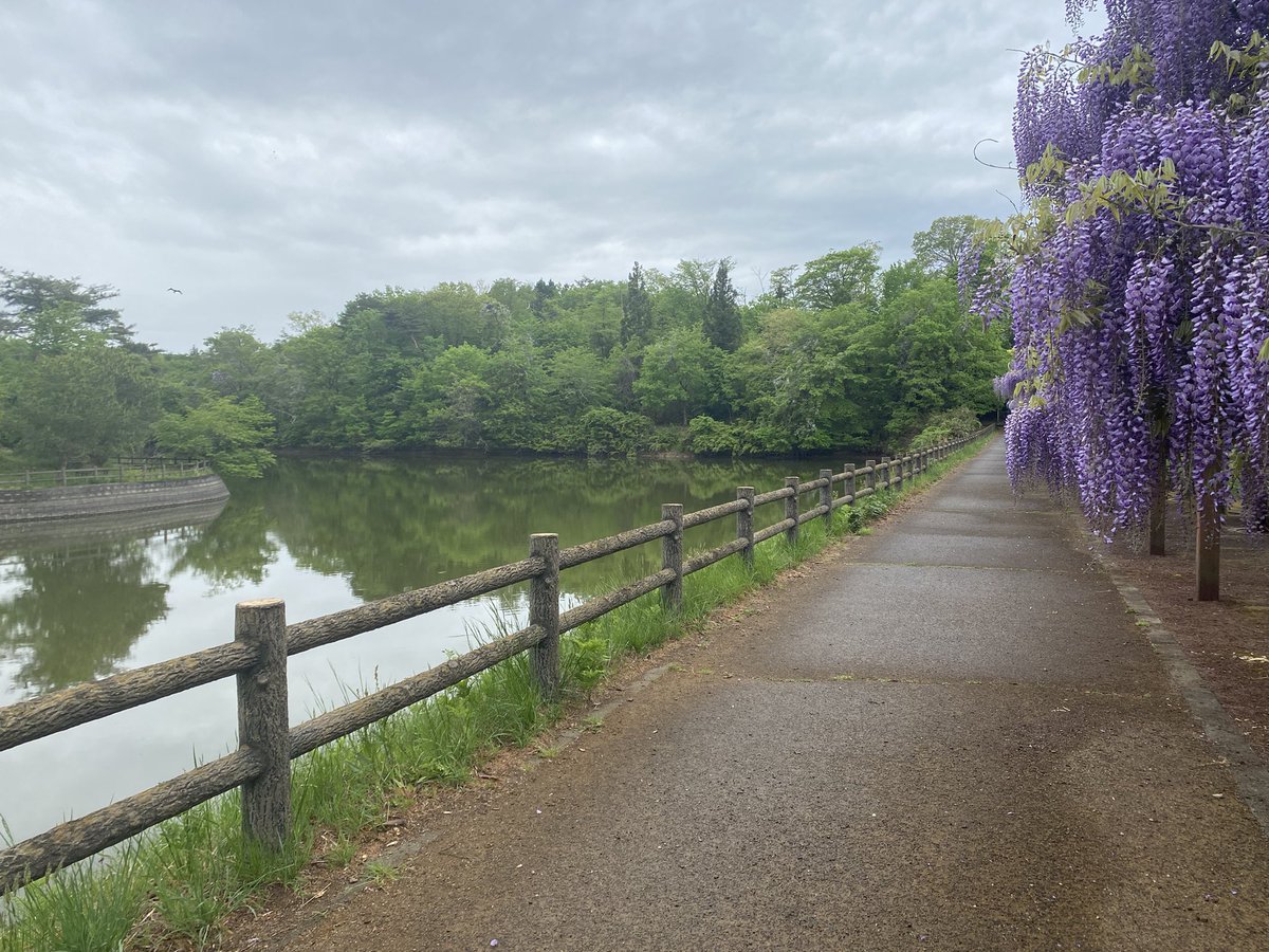 ShiroishiW's tweet photo. 今日は若林公園で散歩をしました。
白石は季節を感じられる場所がいろいろとあって良いですね。

#いいね白石
#若林公園
#藤 https://t.co/VhIk5jHfsL