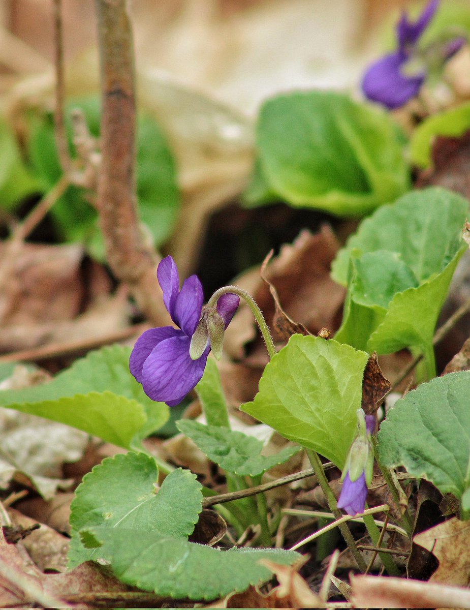 119/365

#ayearwithmycamera #photoftheday #photography #project365 #wildflowers #wildflowerphotography #sweetviolet #violet #michiganwildflowers #springhassprung #saturdayvibes #getoutside #goplayoutside #leafygreens #purple #purpleflowers