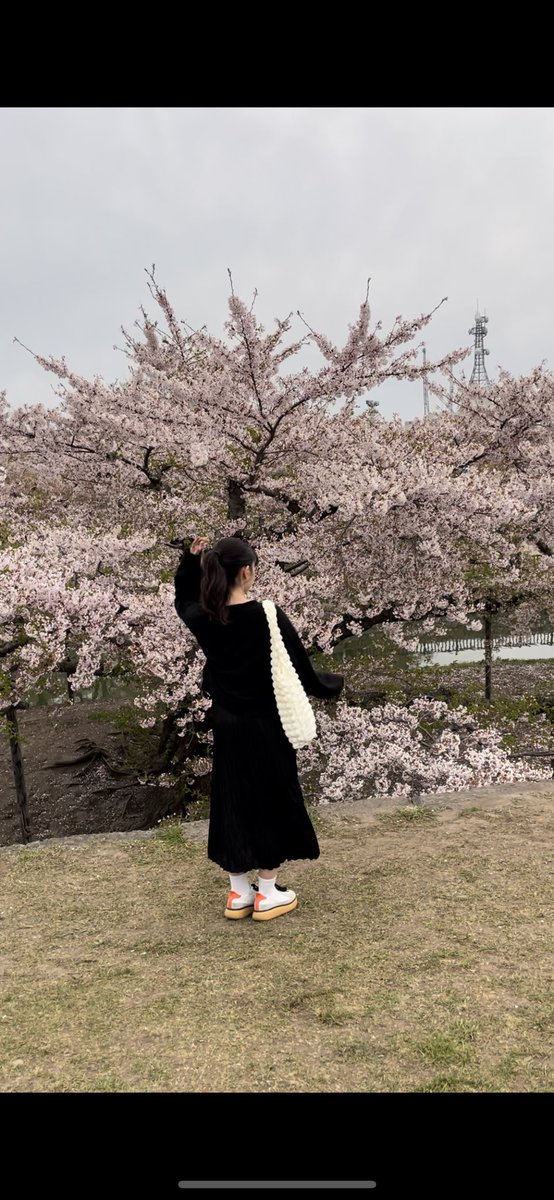 _omoc__'s tweet photo. 五稜郭の桜 🌸 https://t.co/QnQC95FUvs